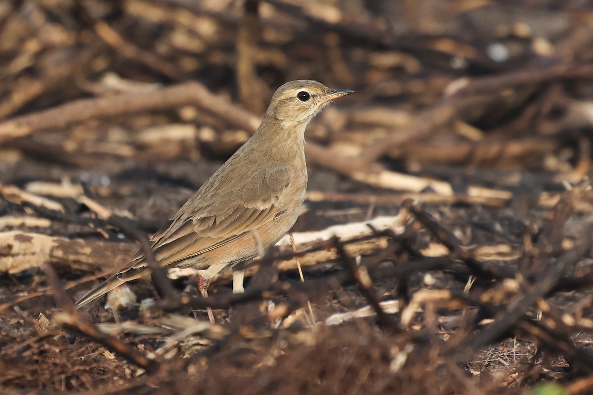 Plain-backed Pipit - ML635228514
