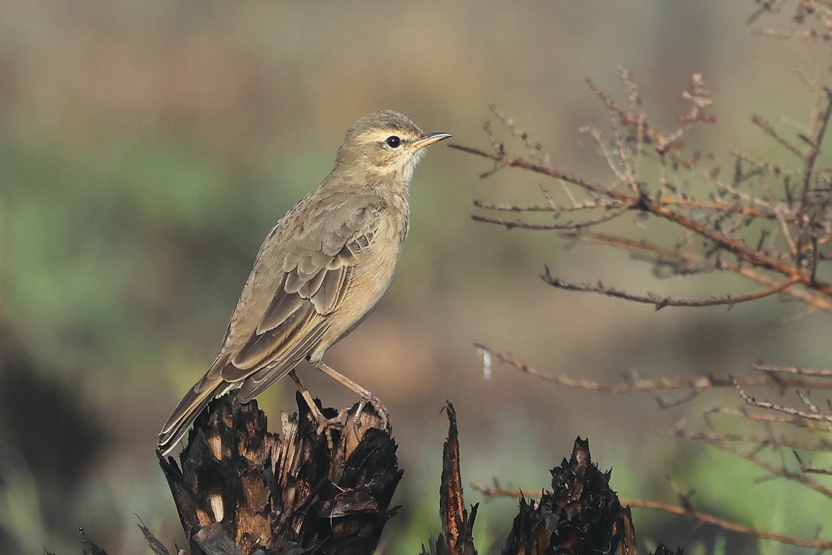 Plain-backed Pipit - ML635228515