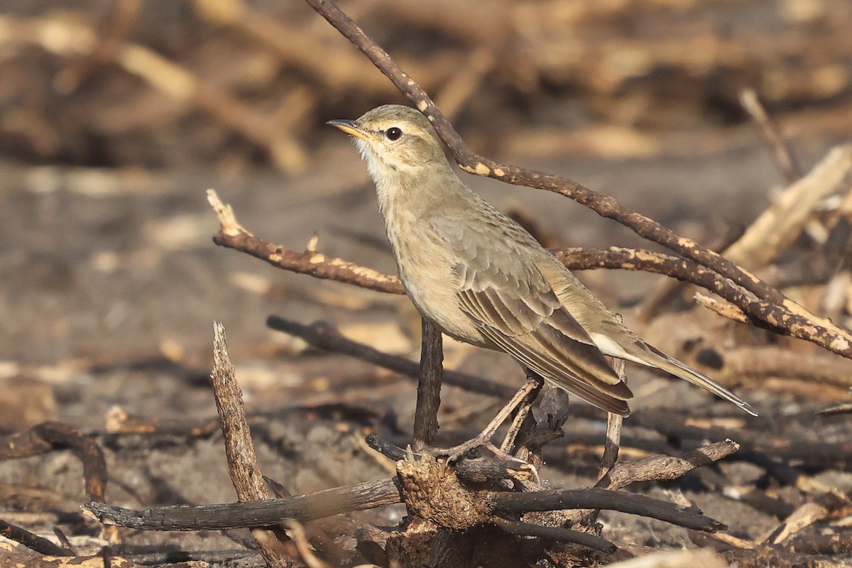 Plain-backed Pipit - ML635228516