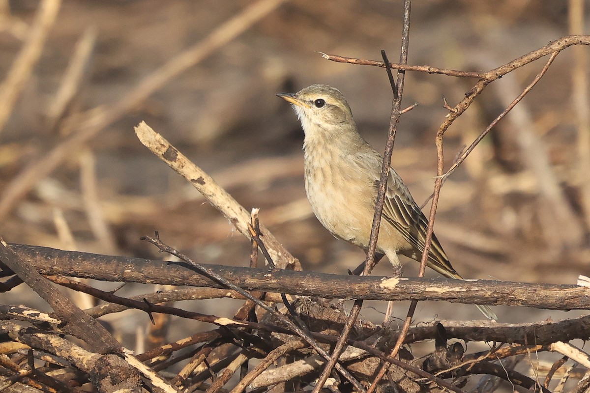 Plain-backed Pipit - ML635228517