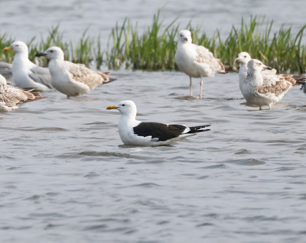 Lesser Black-backed Gull - ML635228578