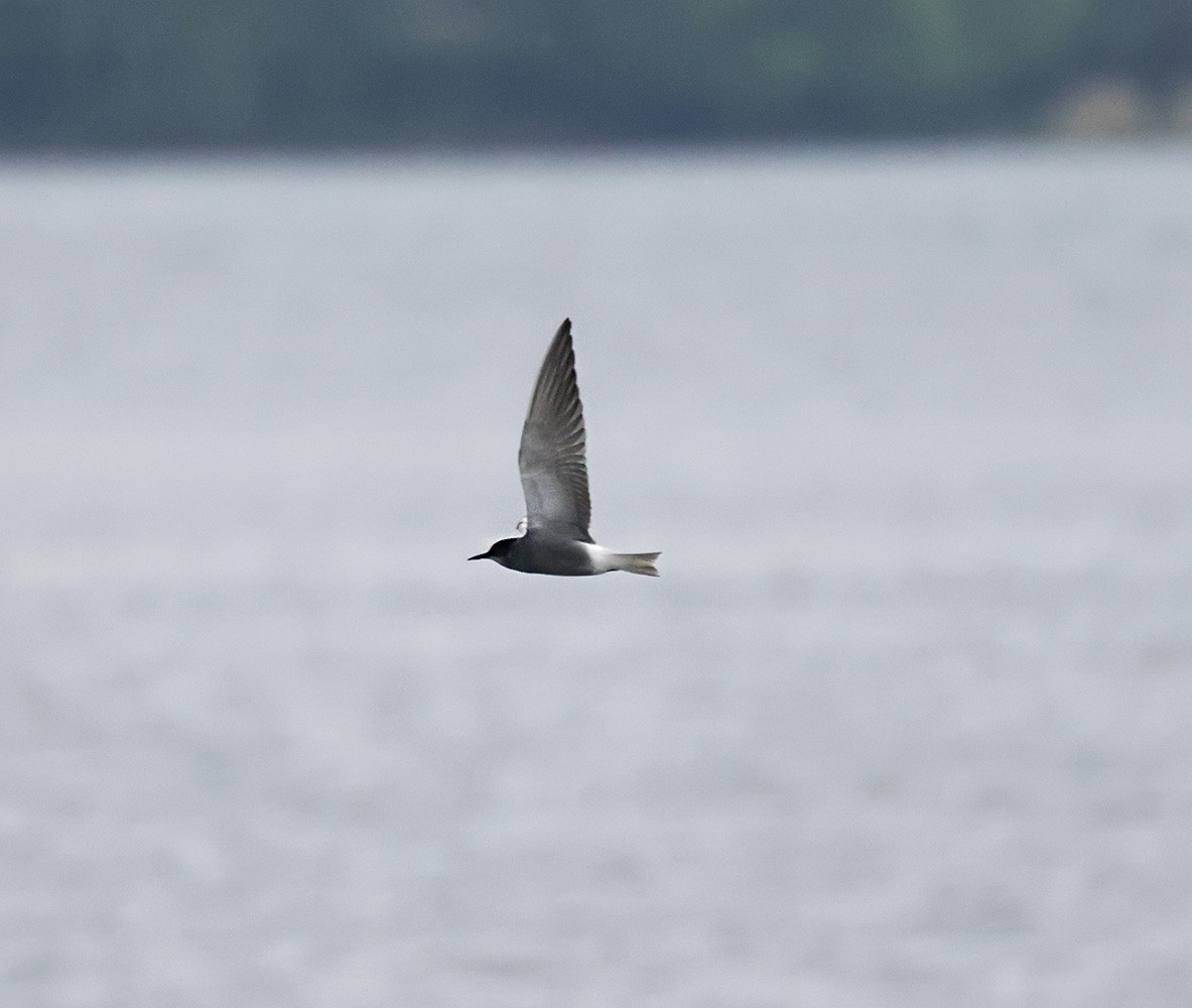 Black Tern - ML635228581