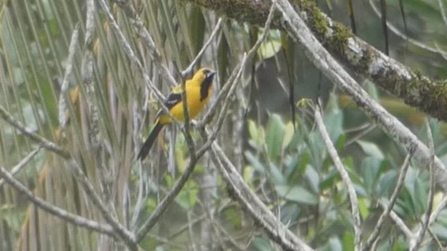 Yellow Oriole - ML635228584