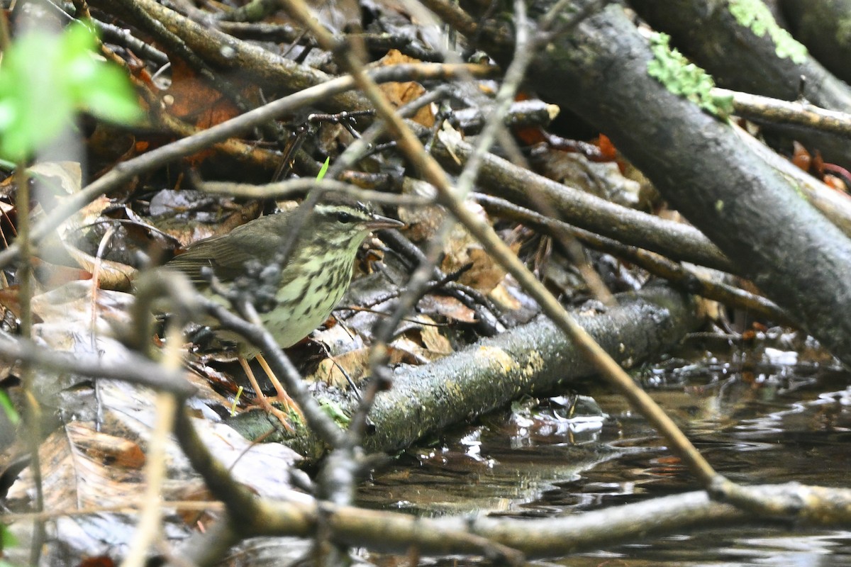 Louisiana Waterthrush - ML635228598