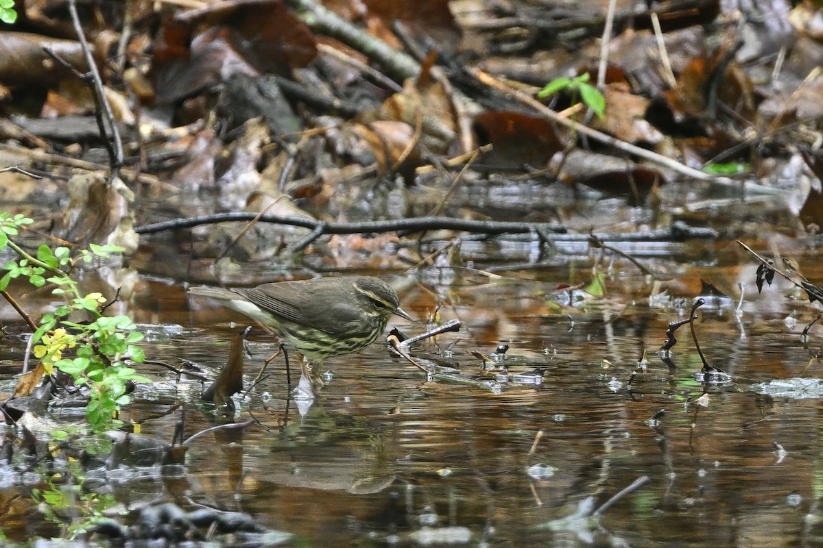 Northern Waterthrush - ML635228600