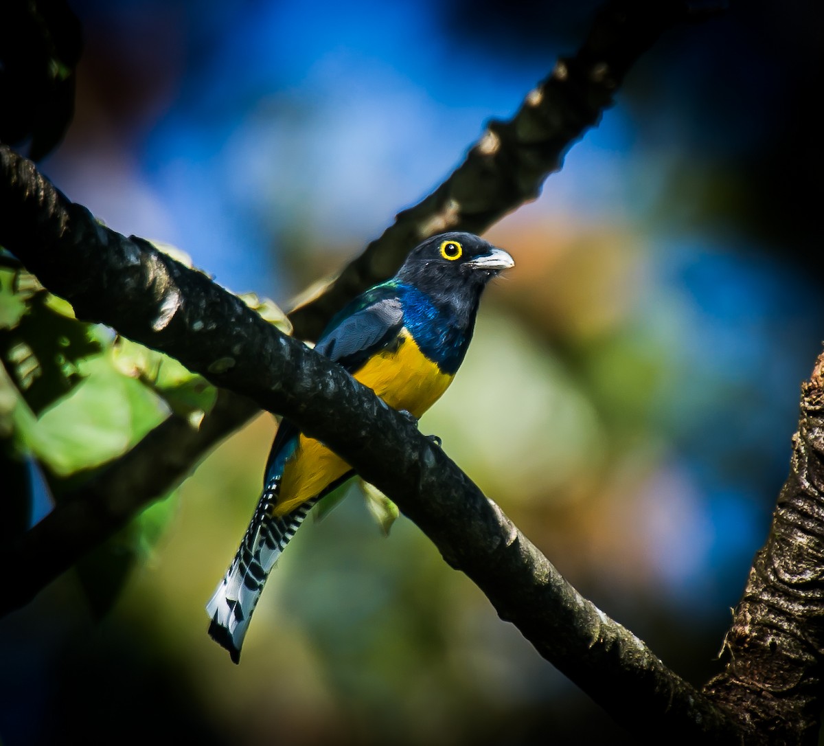 Gartered Trogon - ML635228636