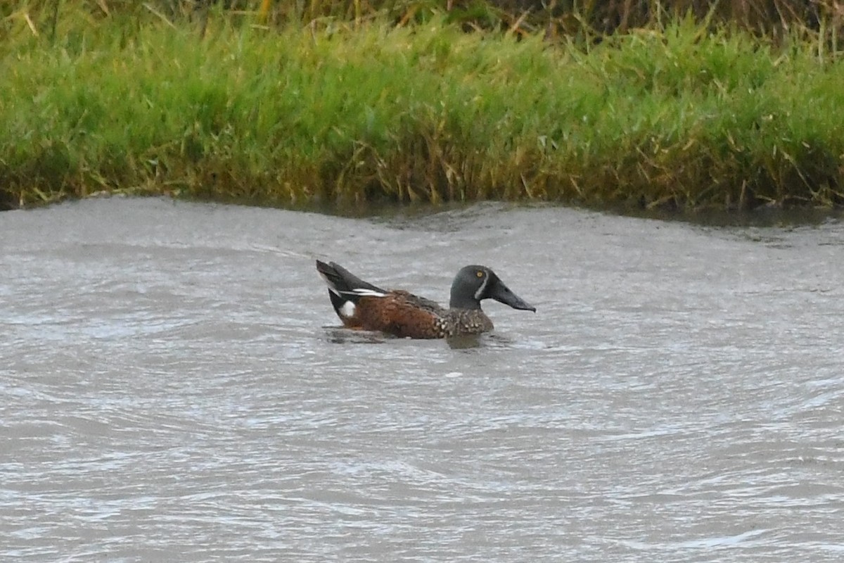 Canard bridé - ML635228643