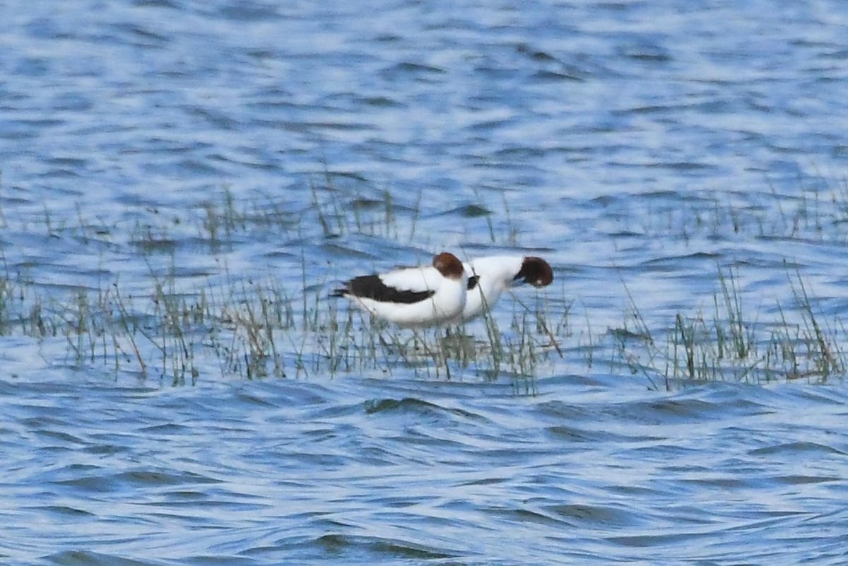 Red-necked Avocet - ML635228664