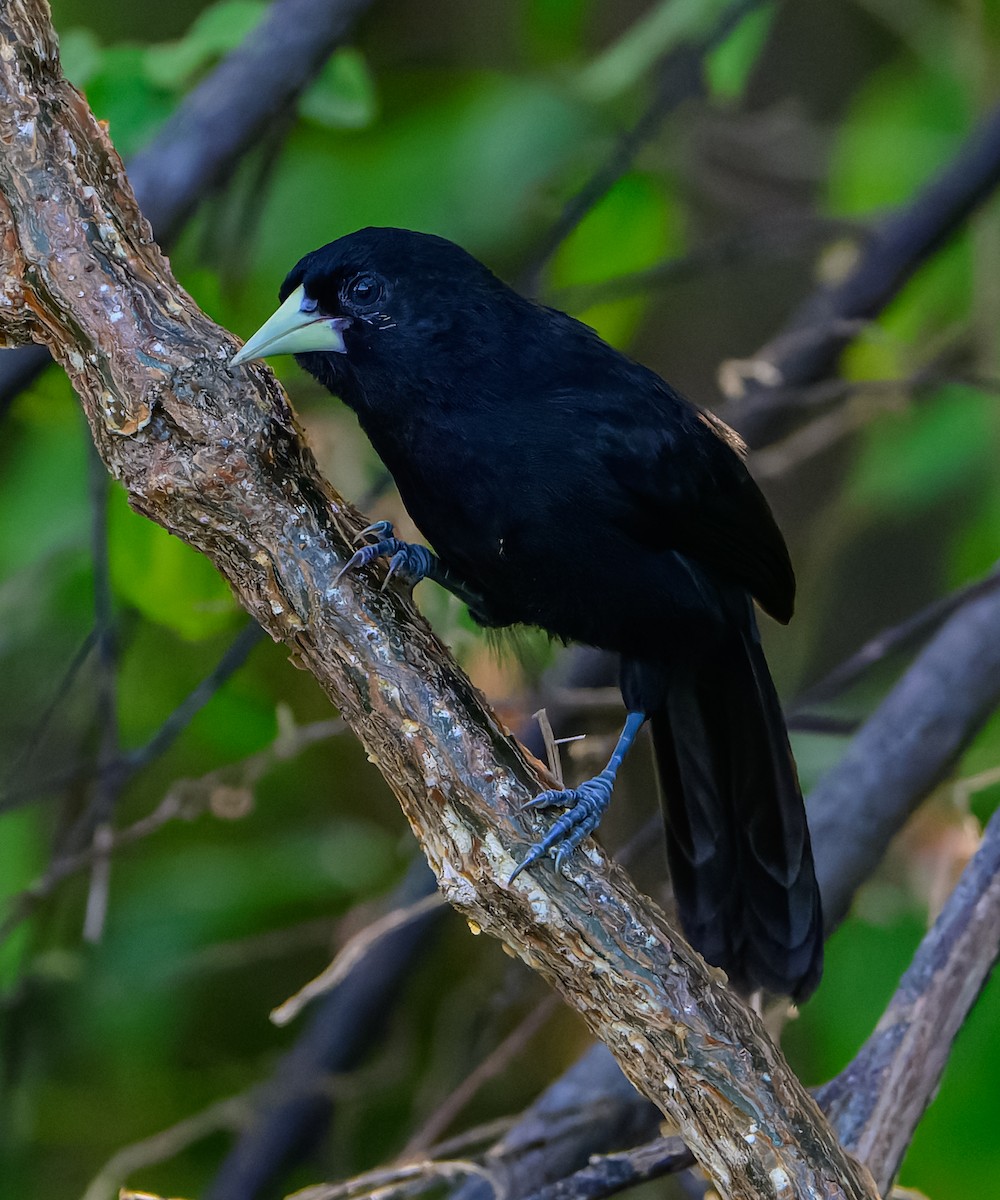 Yellow-billed Cacique - ML635228737