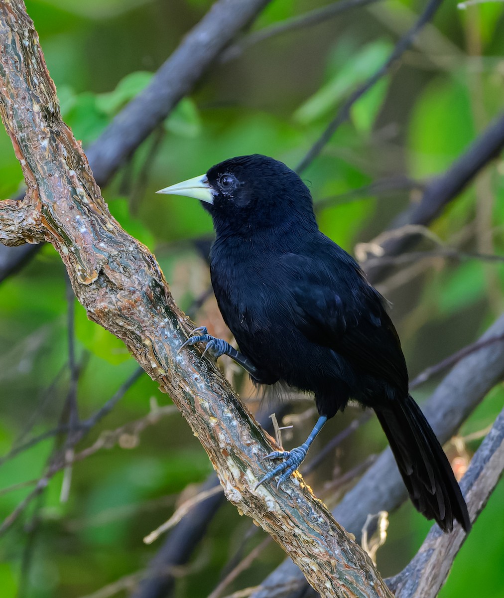 Yellow-billed Cacique - ML635228738