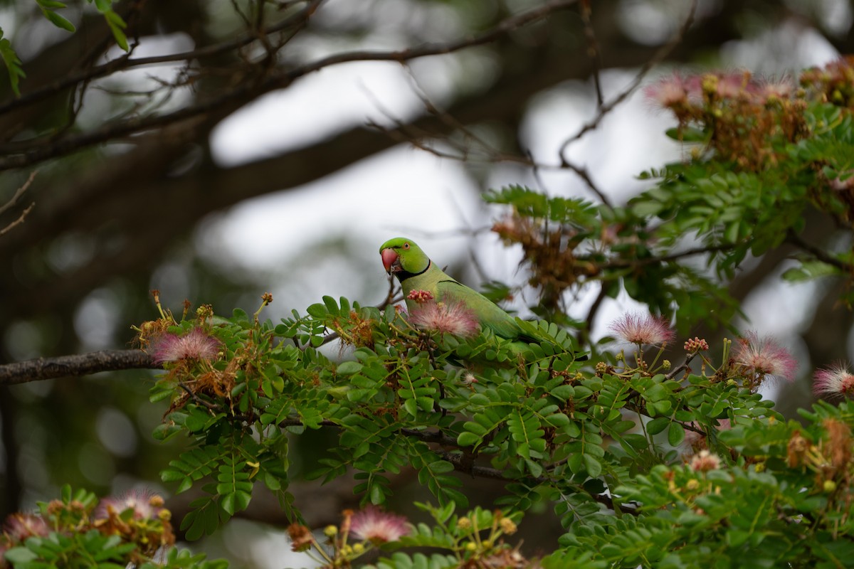 Rose-ringed Parakeet - ML635228867