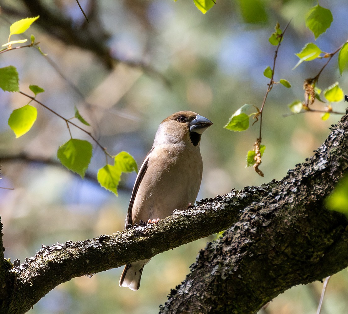Hawfinch - ML635228878