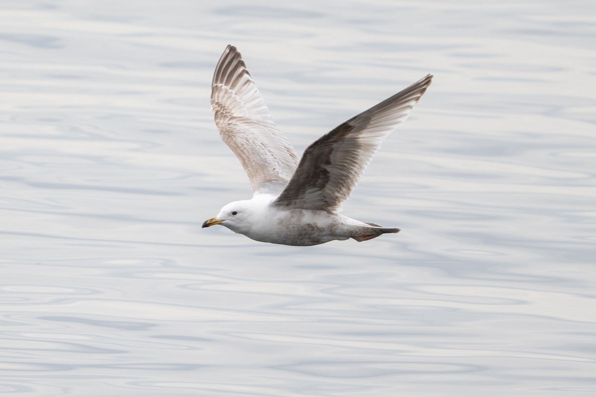 Iceland Gull (thayeri/kumlieni) - ML635228897