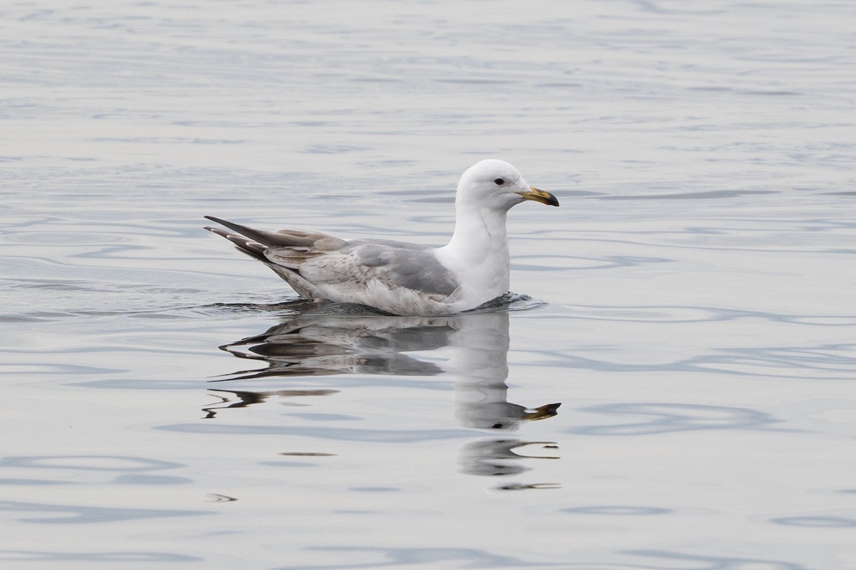 Iceland Gull (thayeri/kumlieni) - ML635228902
