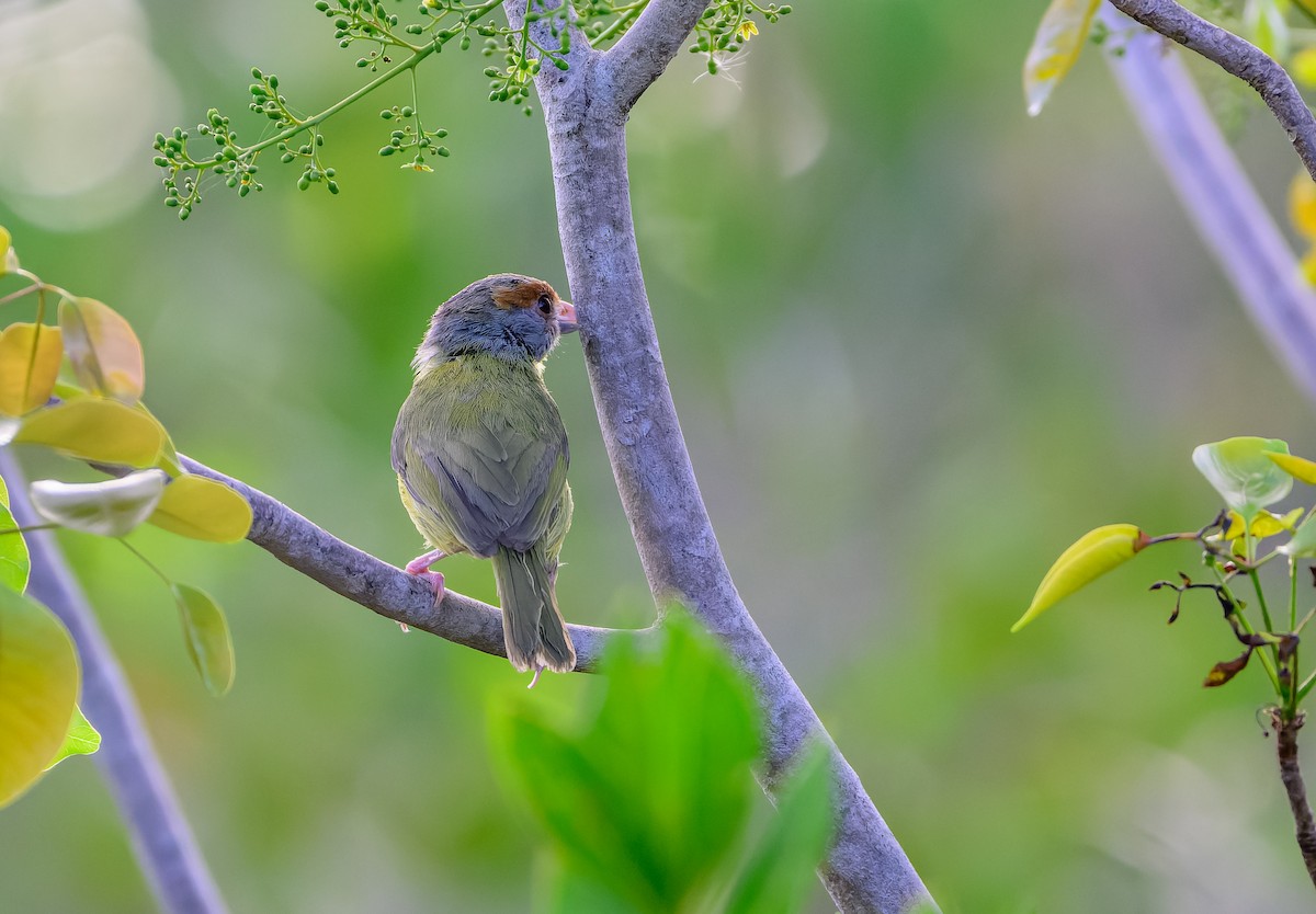 Rufous-browed Peppershrike - ML635228932