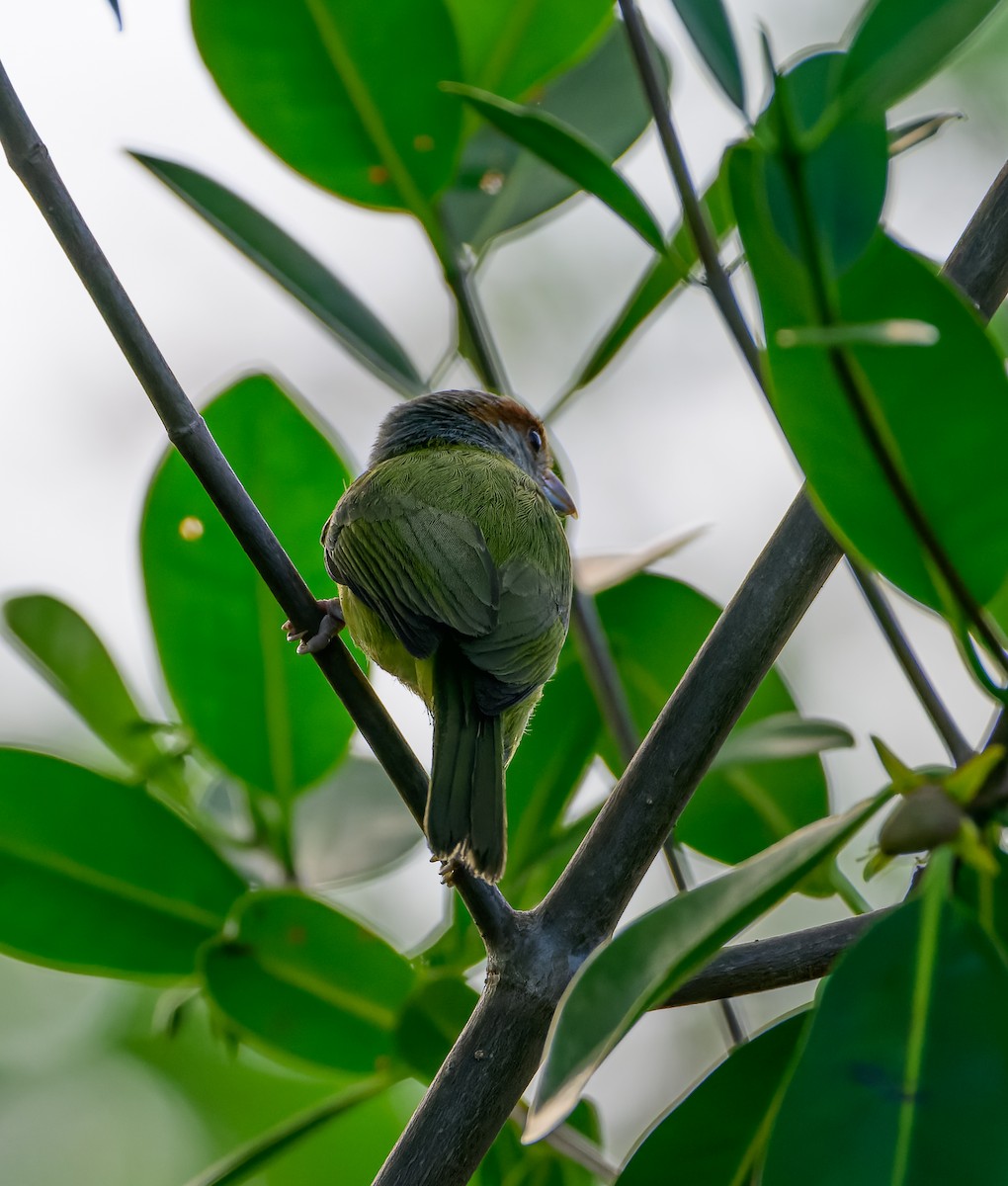 Rufous-browed Peppershrike - ML635228933