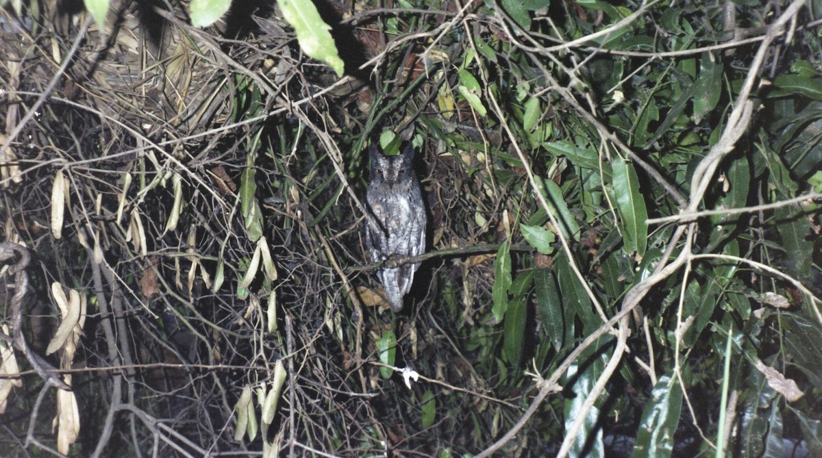 Madagascar Scops-Owl (Torotoroka) - ML635228971