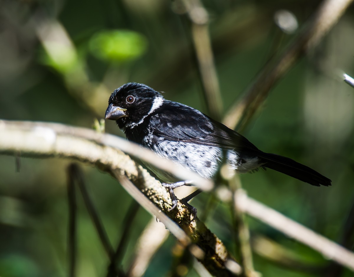 Variable Seedeater - ML635228972