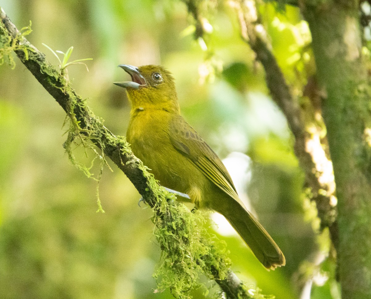 Carmiol's Tanager - ML635229052