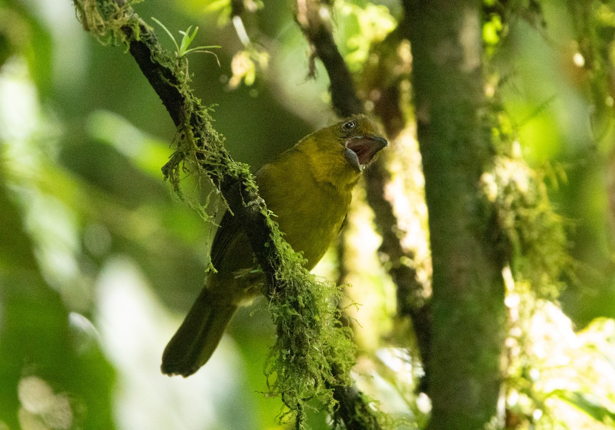 Carmiol's Tanager - ML635229058