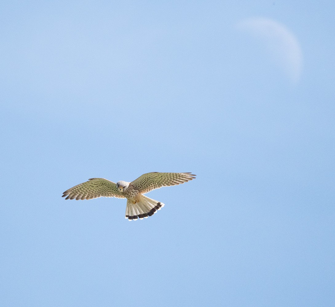 Eurasian Kestrel - ML635229070