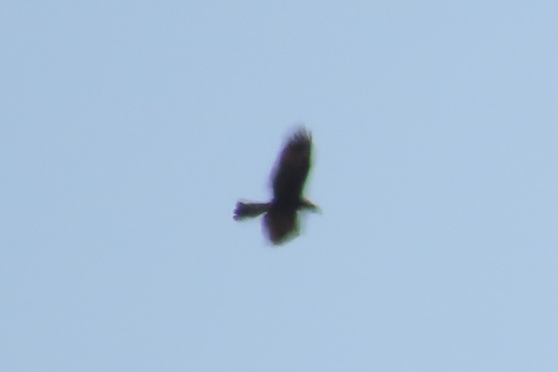 Aerospiza, Tachyspiza, Accipiter ou Astur sp. - ML635229078