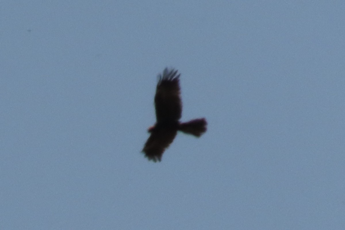 Aerospiza, Tachyspiza, Accipiter ou Astur sp. - ML635229079