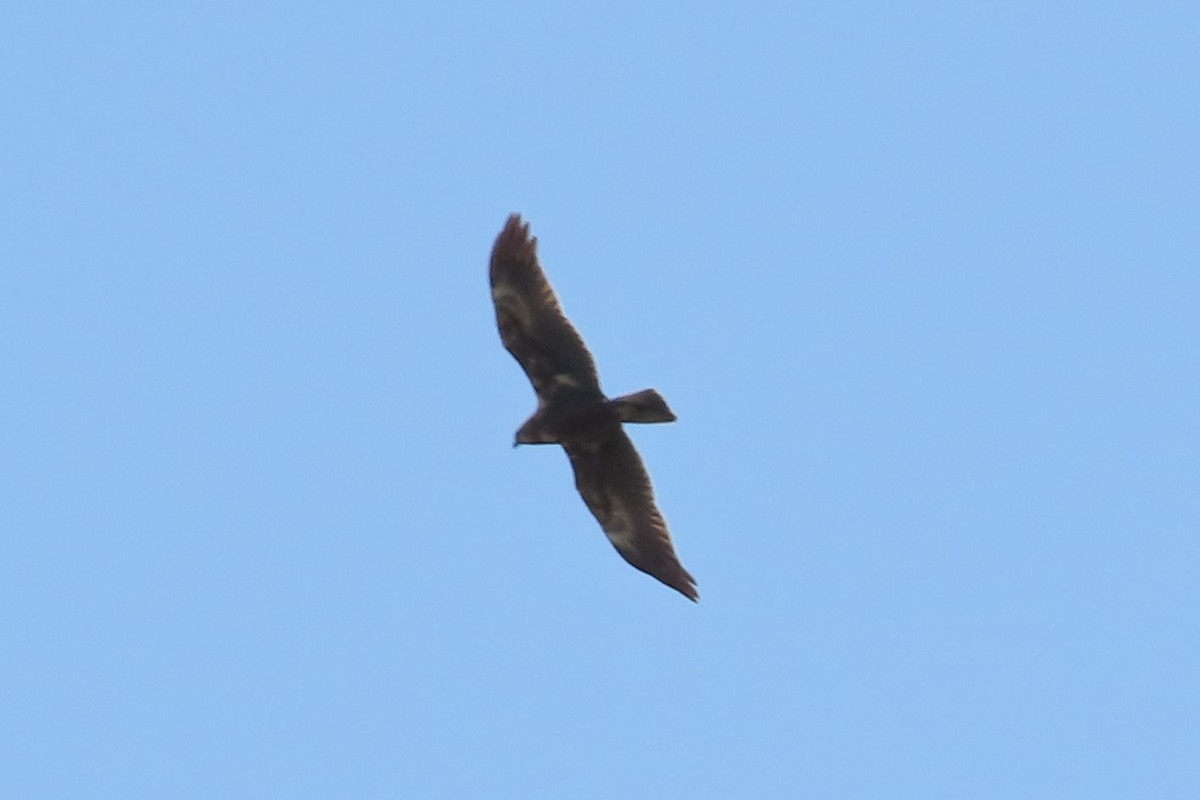 Aerospiza, Tachyspiza, Accipiter ou Astur sp. - ML635229080