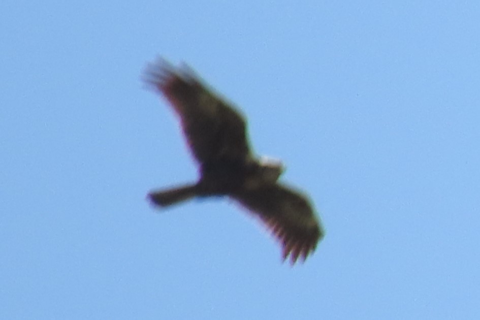 Aerospiza, Tachyspiza, Accipiter ou Astur sp. - ML635229081