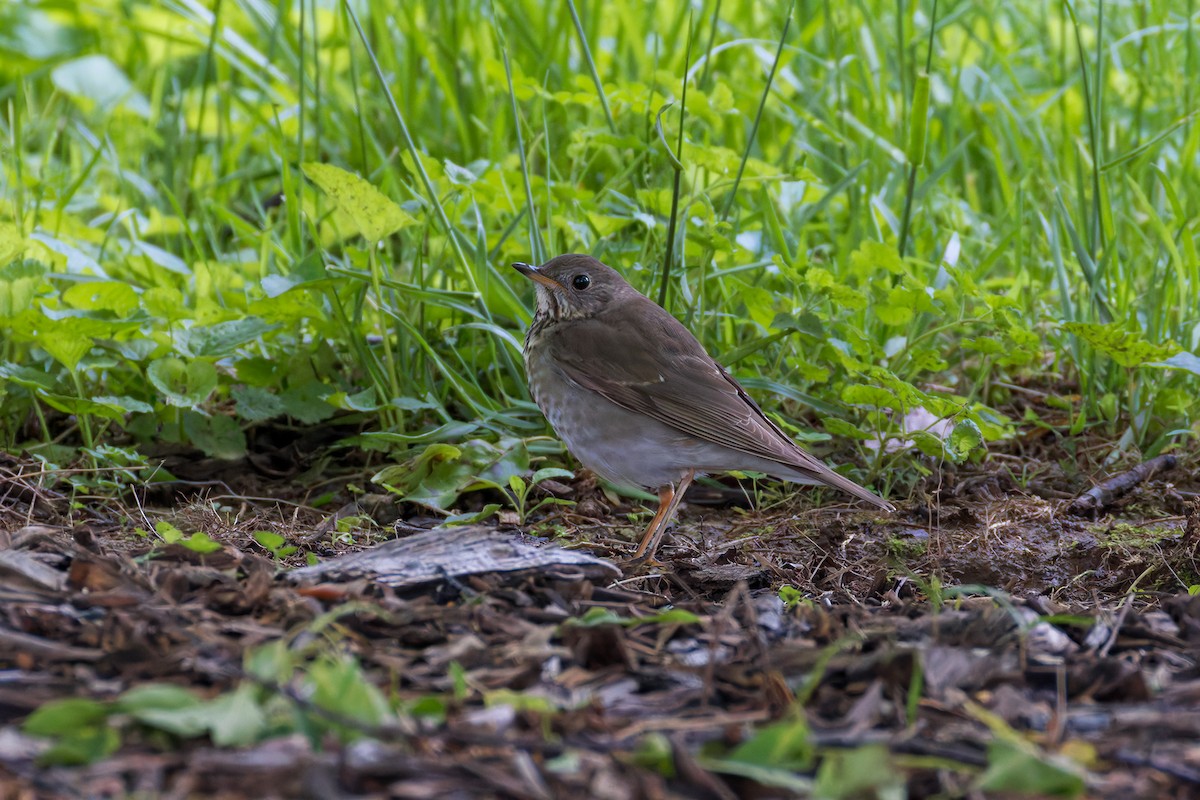 drozd šedolící - ML635229086