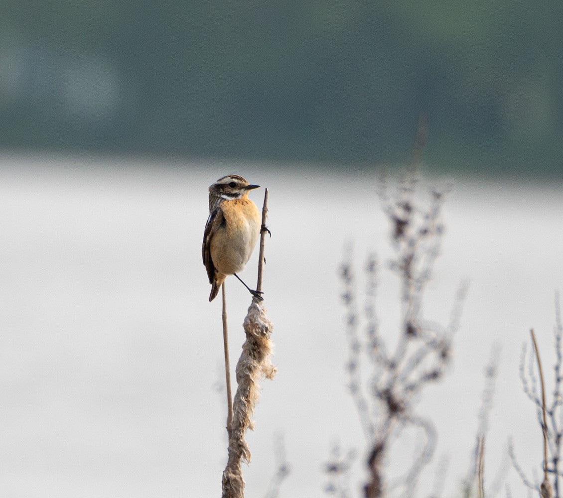 Whinchat - ML635229096