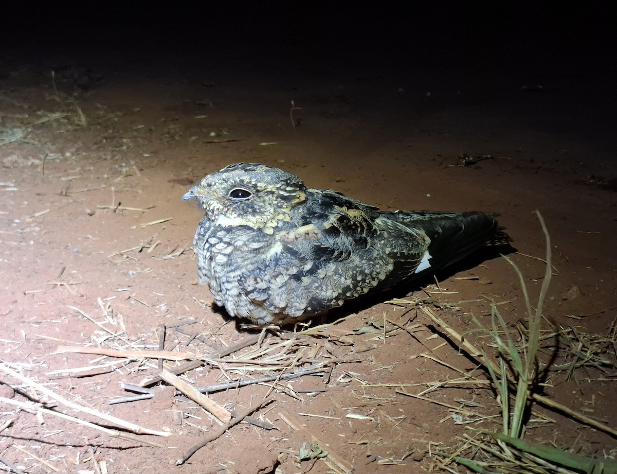 Spotted Nightjar - ML635229134