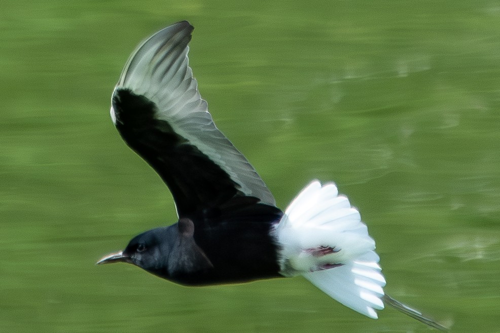 White-winged Tern - ML635229275