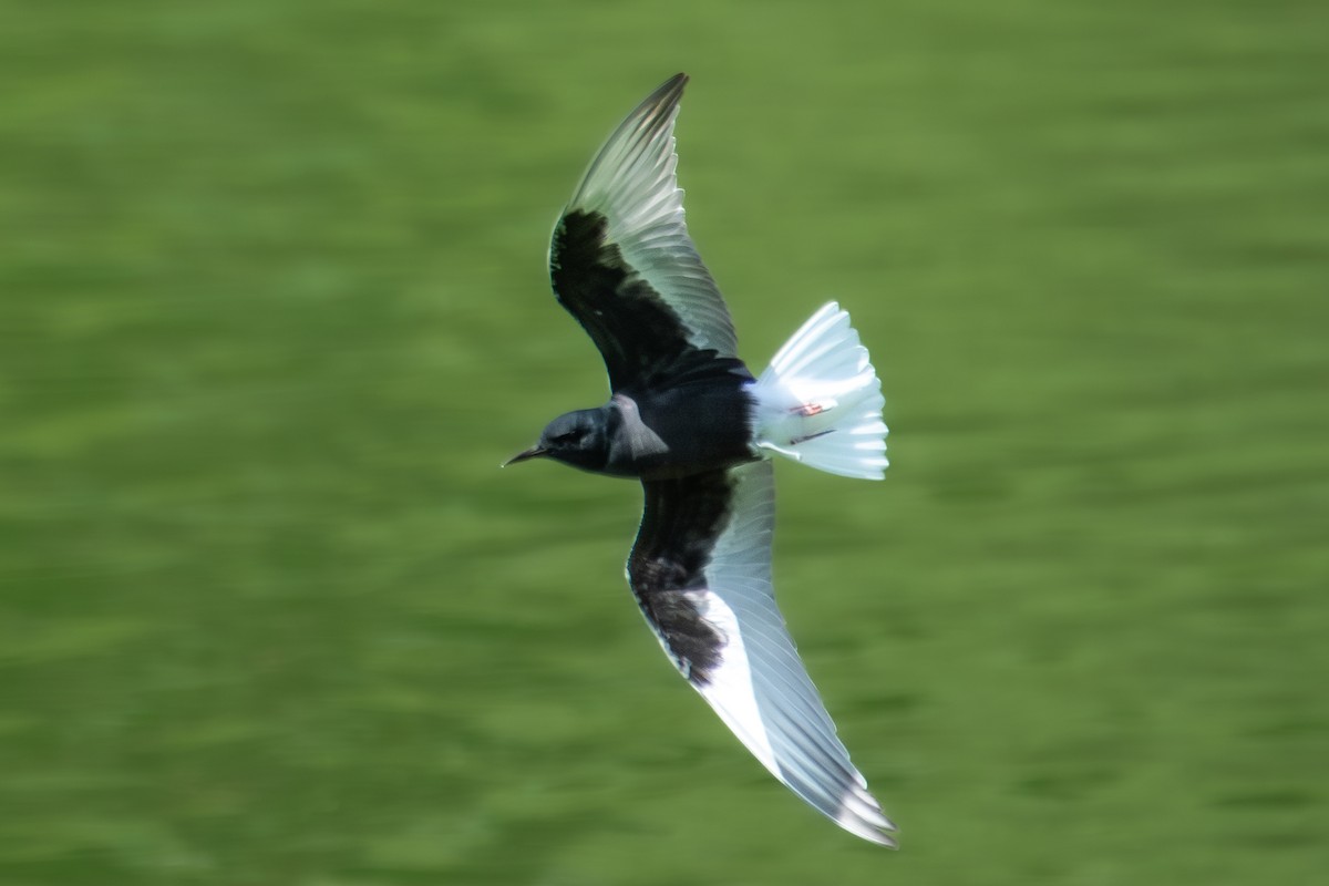 White-winged Tern - ML635229276