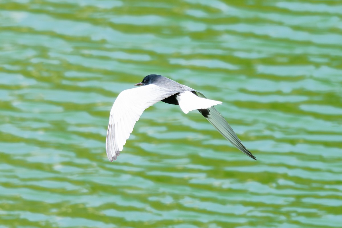 White-winged Tern - ML635229277