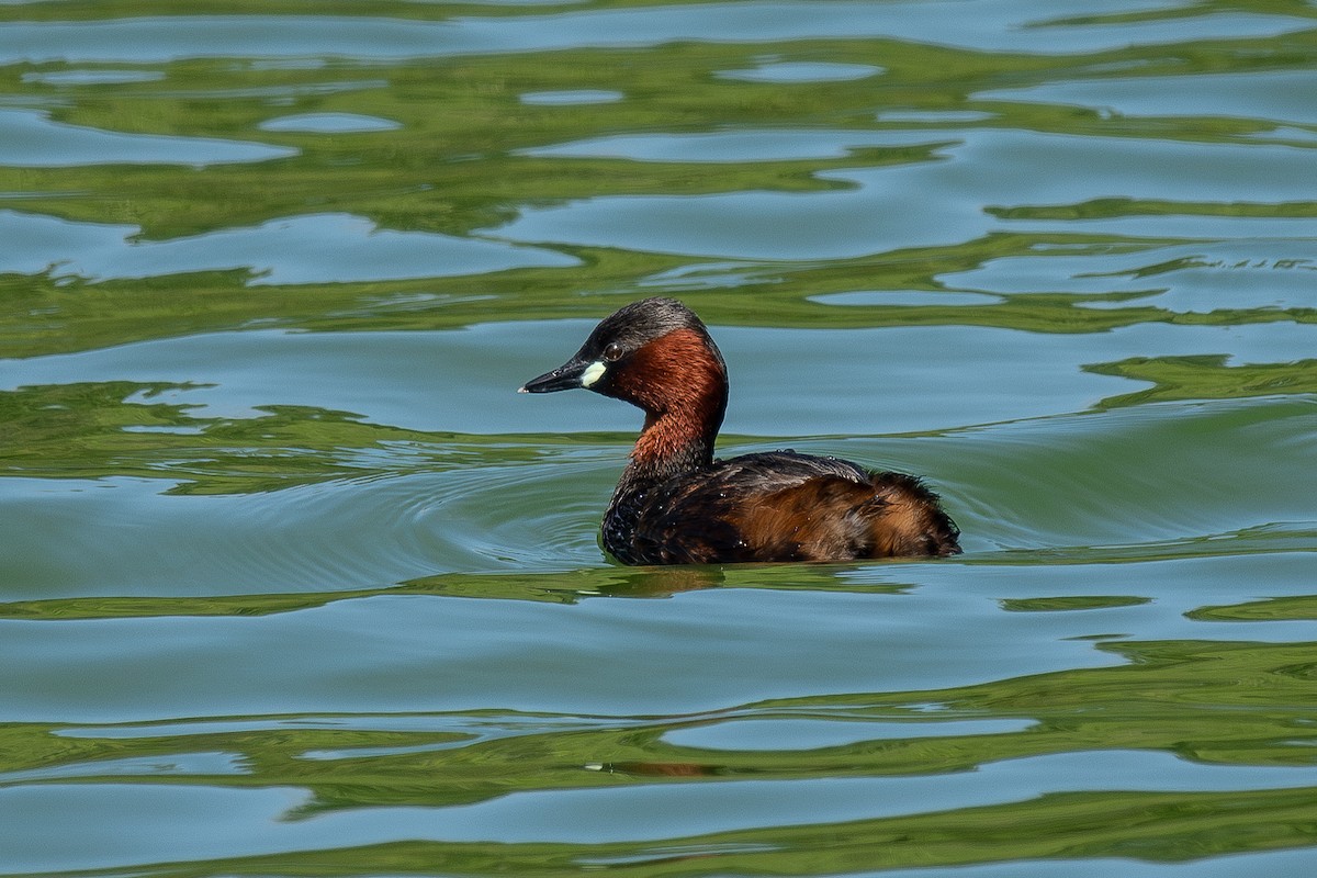 Little Grebe - ML635229279