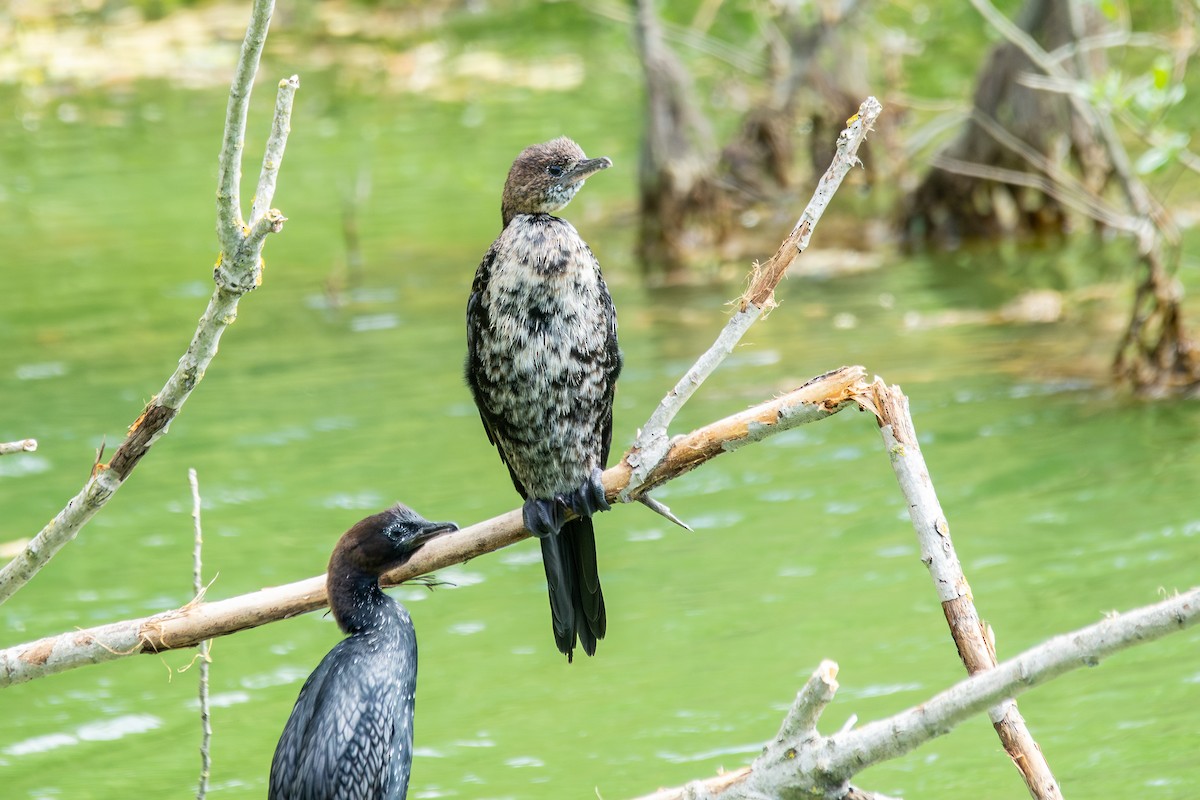 Pygmy Cormorant - ML635229281