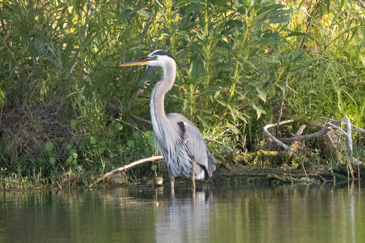 Great Blue Heron - ML635229335