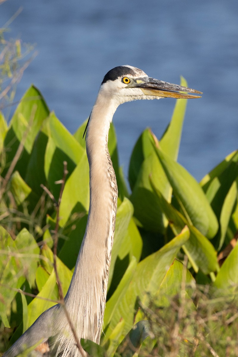 Great Blue Heron - ML635229336