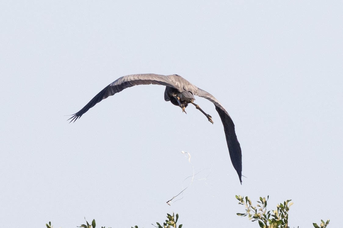 Great Blue Heron - ML635229337