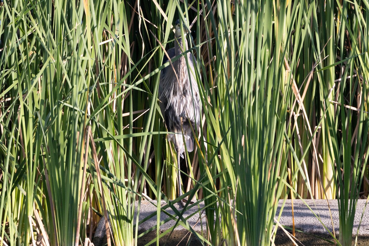 Great Blue Heron - ML635229338