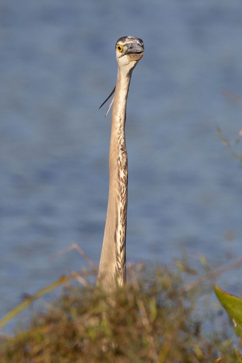 Great Blue Heron - ML635229339