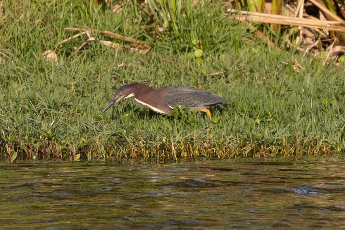 Green Heron - ML635229347