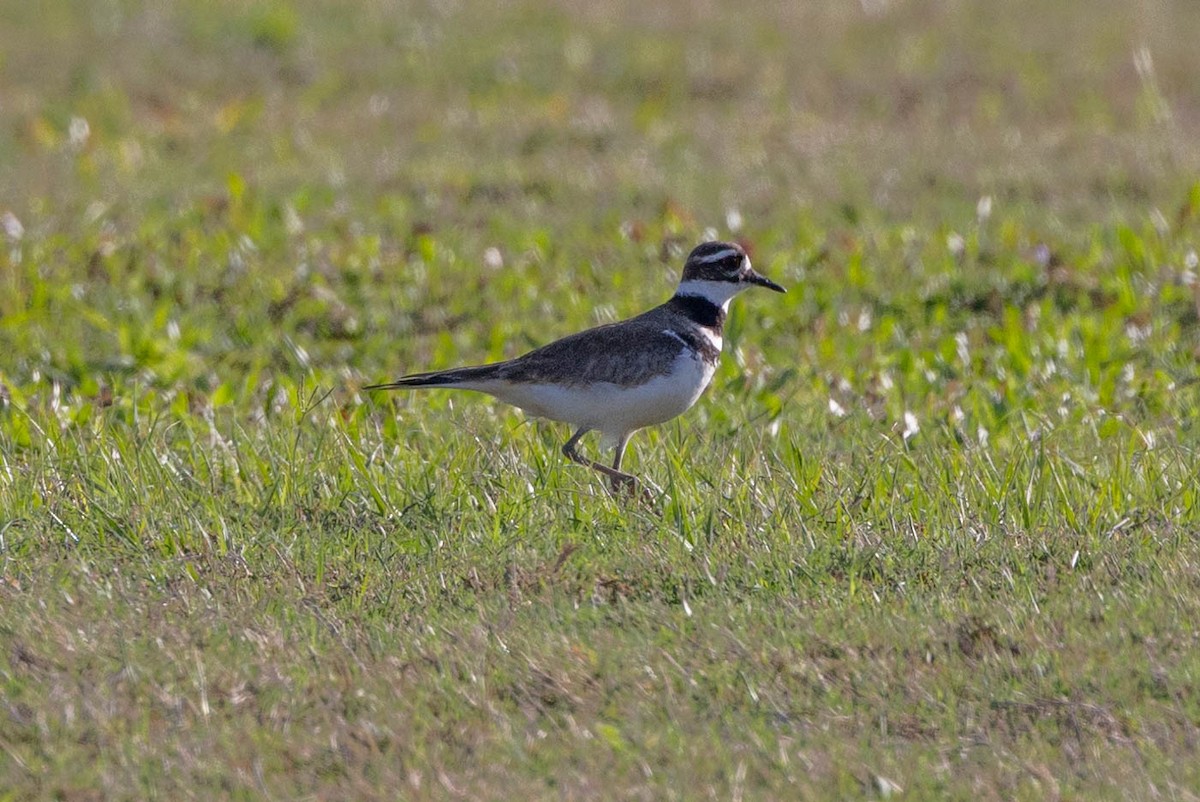 Killdeer - ML635229352