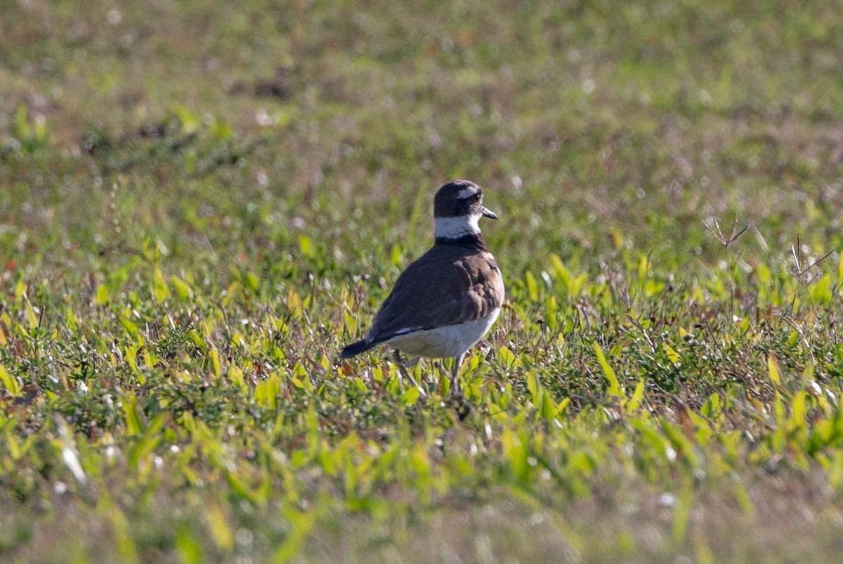 Killdeer - ML635229353