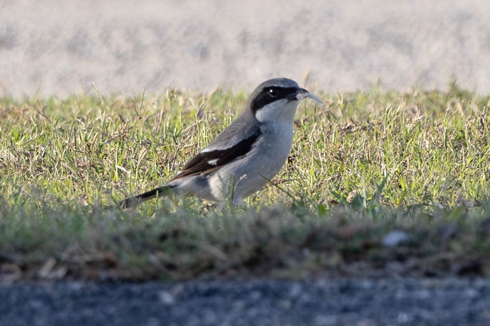 Loggerhead Shrike - ML635229361