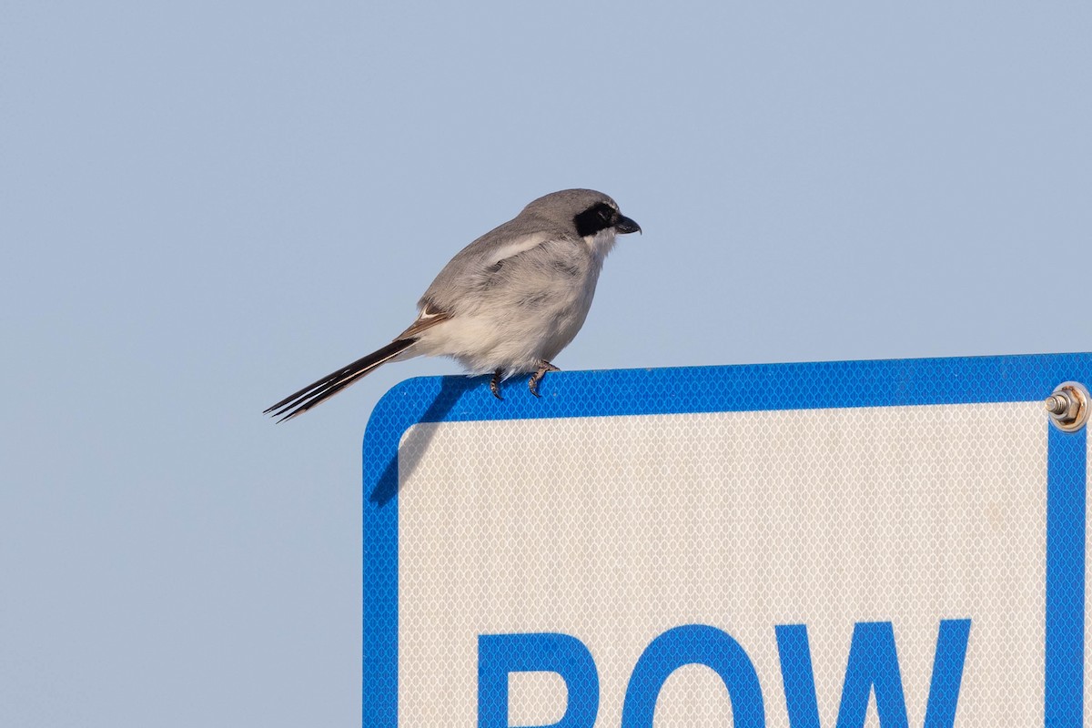 Loggerhead Shrike - ML635229362