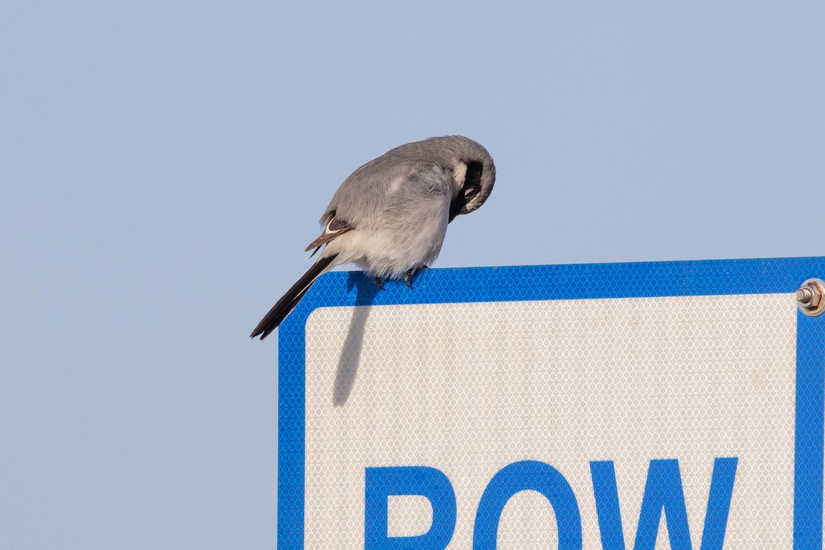 Loggerhead Shrike - ML635229363