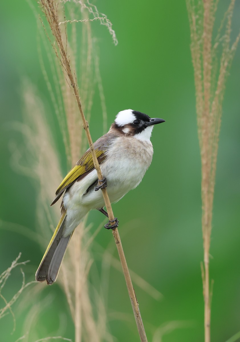 Light-vented Bulbul - ML635229417