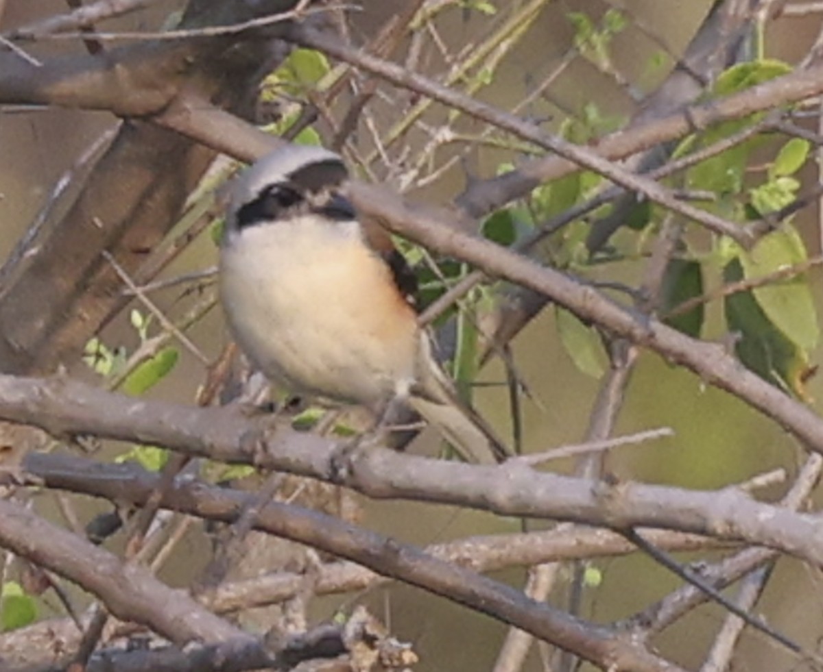 Bay-backed Shrike - ML635229441